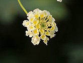 DSC_1480.JPG
