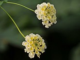 DSC_1481.JPG