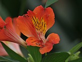 DSC_1500.JPG