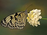 Vlinder-canvas-met dank aan Peter-Letty.jpg