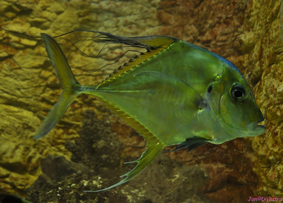 DSC_1684.JPG