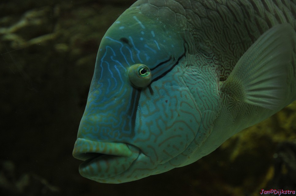 DSC_1738.JPG