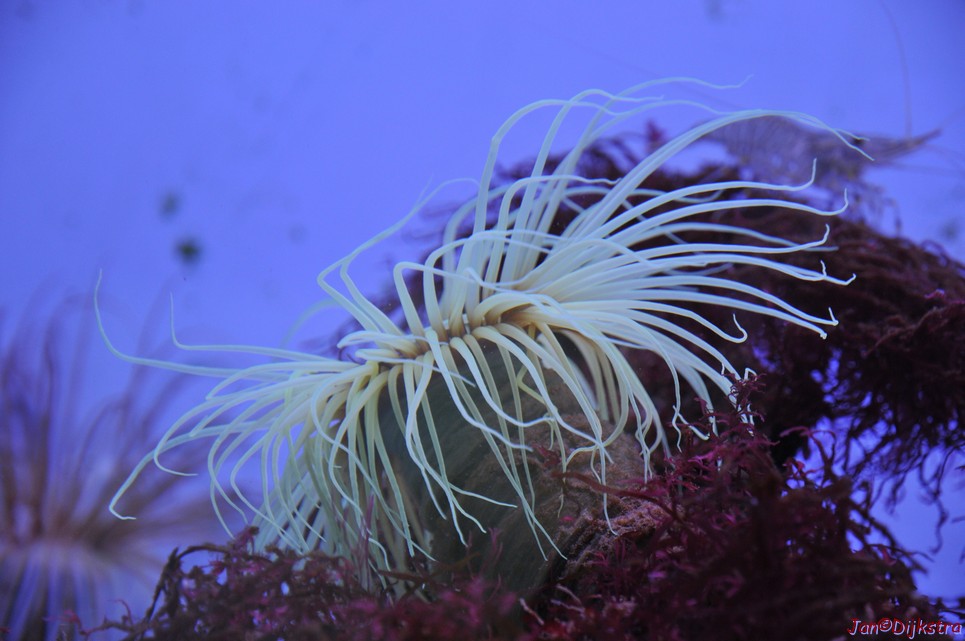 DSC_1747.JPG
