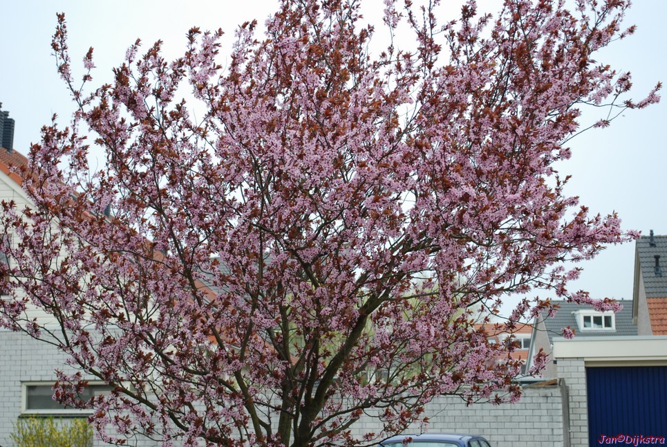 DSC-0001.JPG