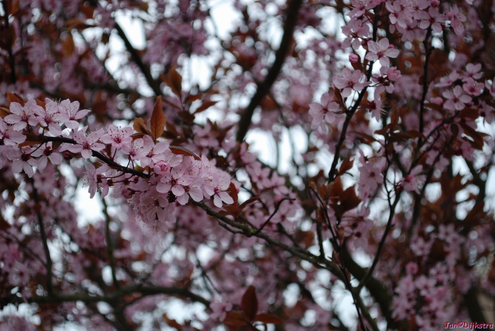 DSC-0003.JPG