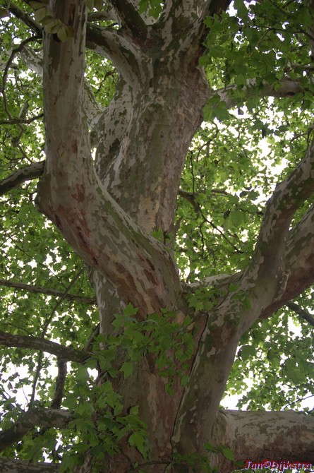 DSC-0006.JPG