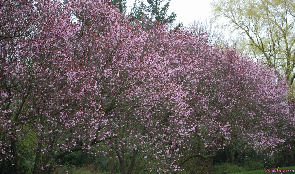 DSC-0019.JPG