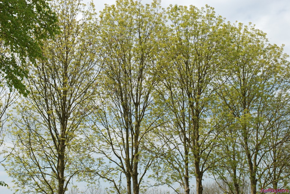 DSC-0062.JPG