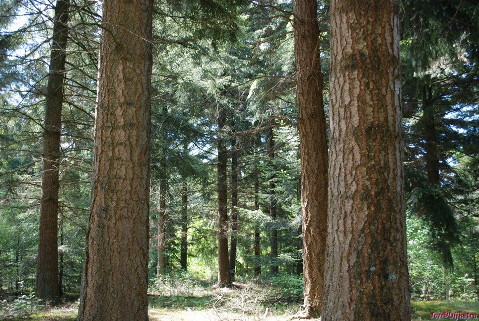 DSC-0071.JPG