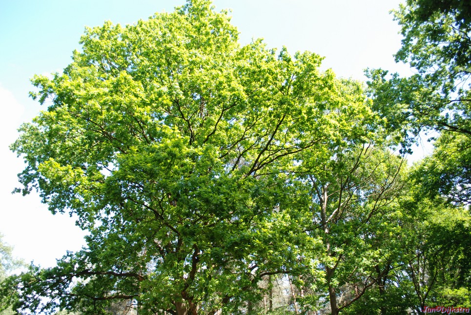 DSC-0082.JPG