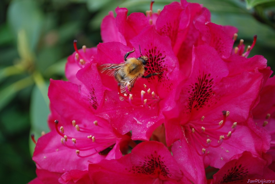 DSC_0109.JPG
