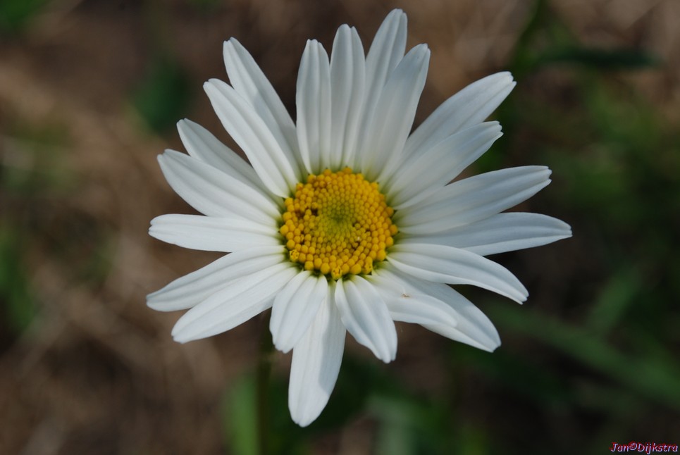 DSC_0161.JPG