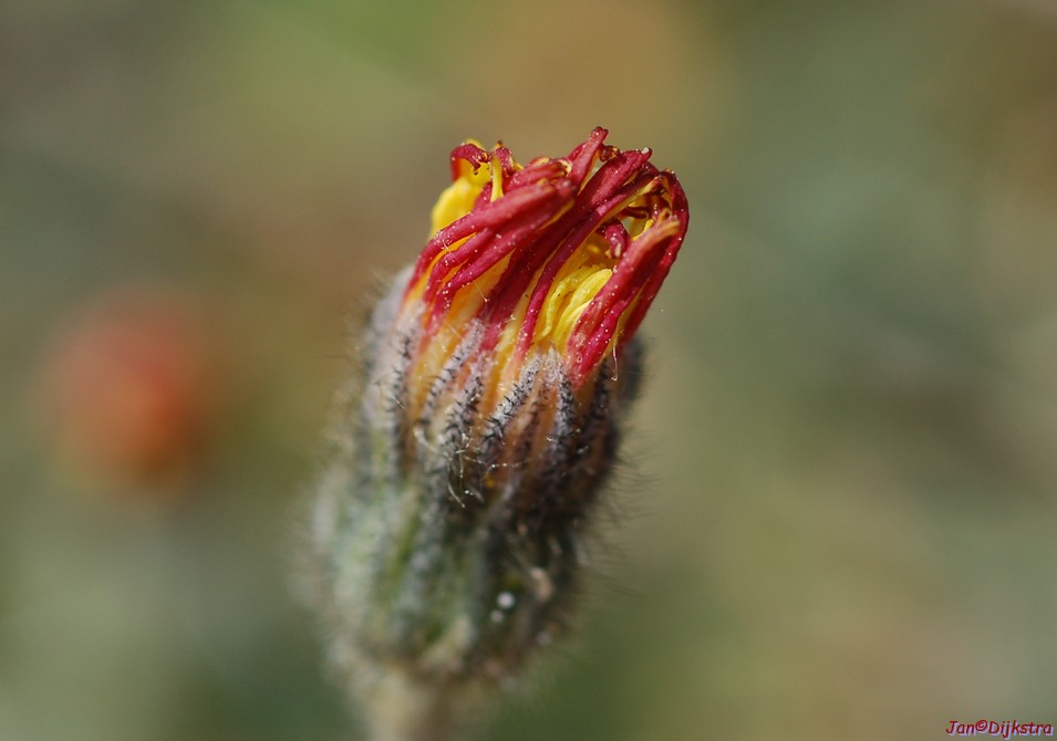 DSC_0291.JPG