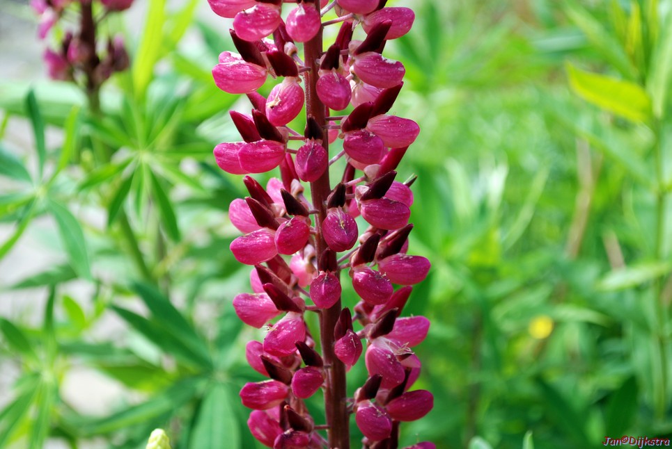 DSC_0321.JPG