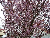DSC-0002.JPG