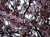 DSC-0003.JPG