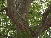 DSC-0006.JPG