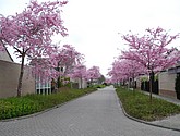 DSC-0010.JPG