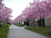 DSC-0012.JPG