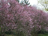 DSC-0019.JPG