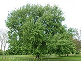 DSC-0068.JPG