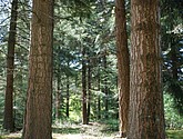 DSC-0071.JPG