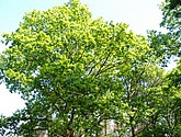 DSC-0082.JPG