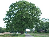 DSC-0118.JPG