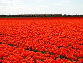 DSC_0174.JPG