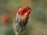 DSC_0291.JPG