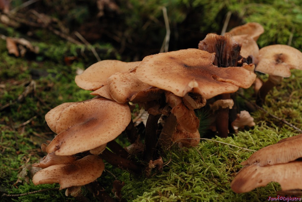 DSC_0024-1.JPG