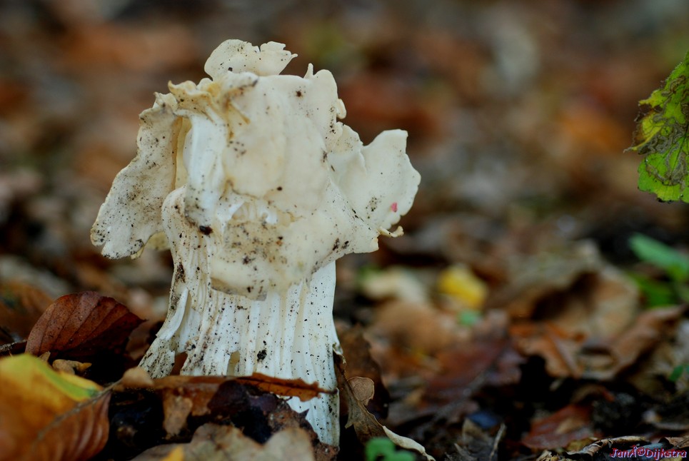 DSC_0036.JPG