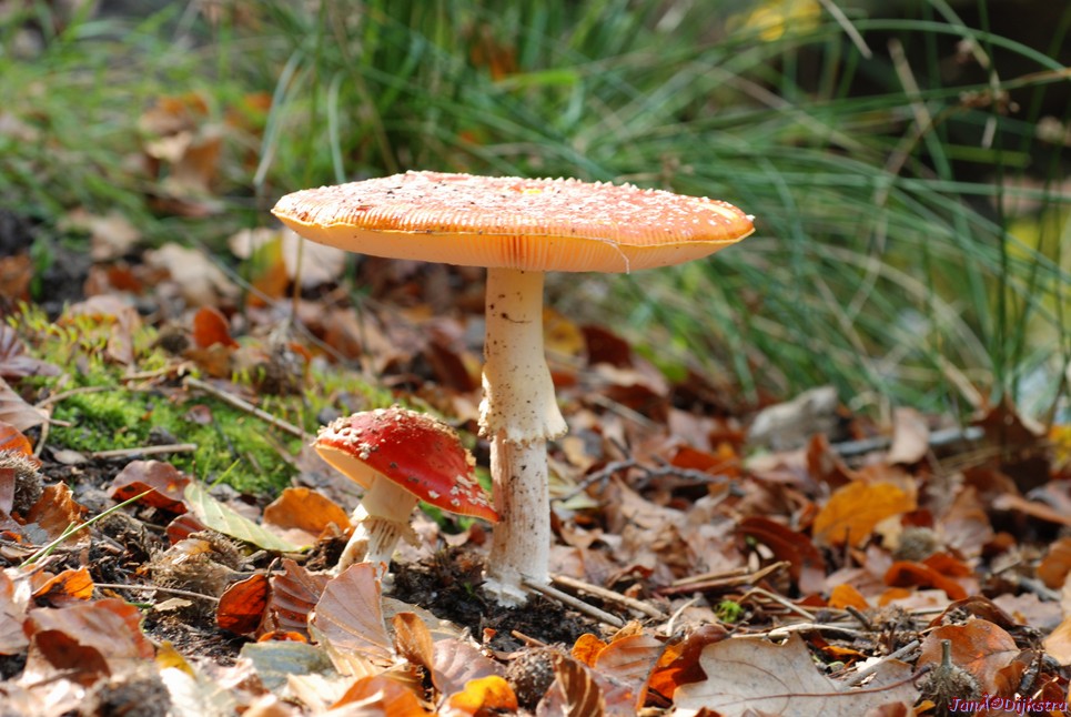 DSC_0054.JPG