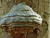 DSC_0123.JPG