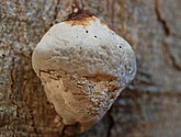 DSC_0126.JPG