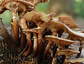 DSC_0131.JPG