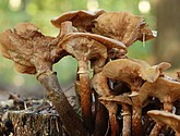 DSC_0133.JPG
