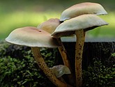 DSC_0139.JPG