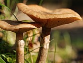 DSC_0143.JPG