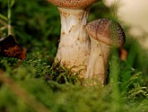 DSC_0146.JPG