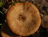 DSC_0151.JPG