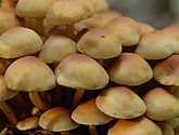 DSC_0153.JPG