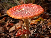 DSC_0156.JPG