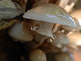 DSC_0163.JPG