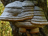 DSC_0205-1.jpg