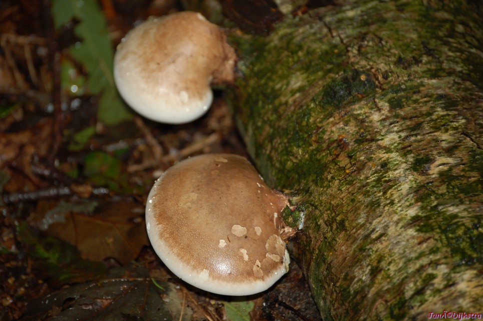 DSC_0006.JPG