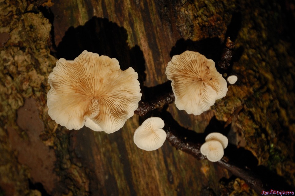 DSC_0008.JPG