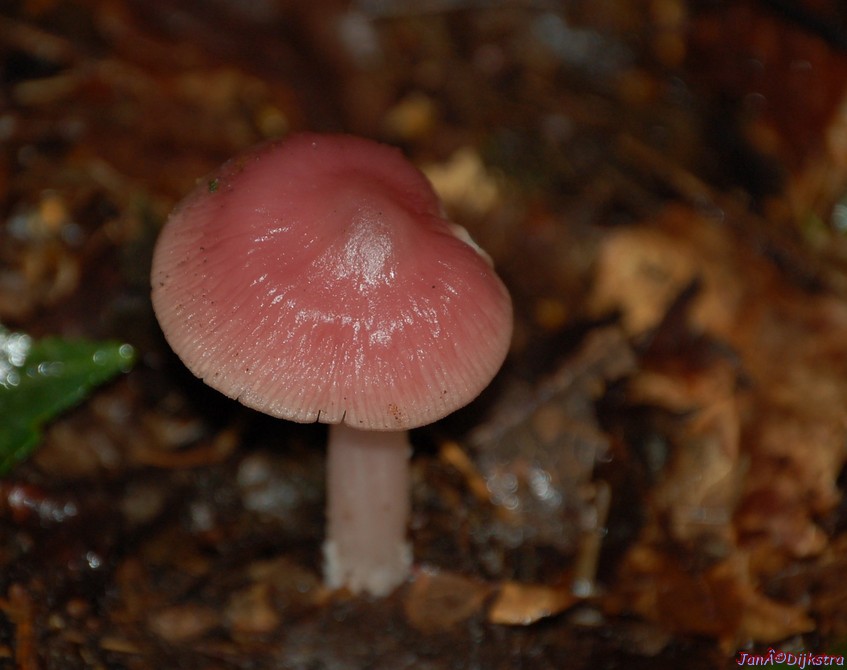 DSC_0009.JPG