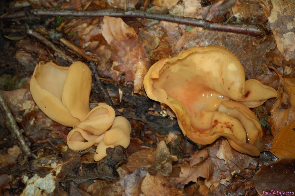 DSC_0015.JPG