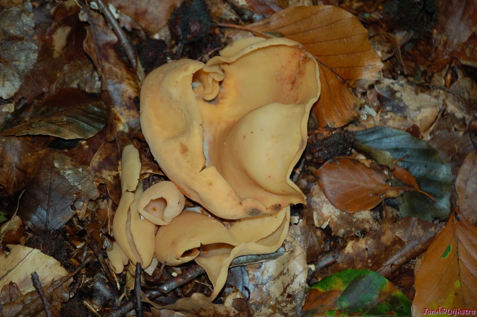 DSC_0018.JPG